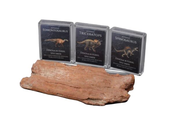 Cretaceous Period Dinosaur Fossil Gift Box Bundle - Authentic Triceratops, Edmontosaurus, Spinosaurus Fossils in Lucite Display Cases from Hell Creek & KEM KEM Formations
