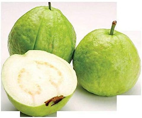15 Seeds Guava White Tropical Fruit Psidium Guajava Tree Edible Guayaba Plant #EXC01