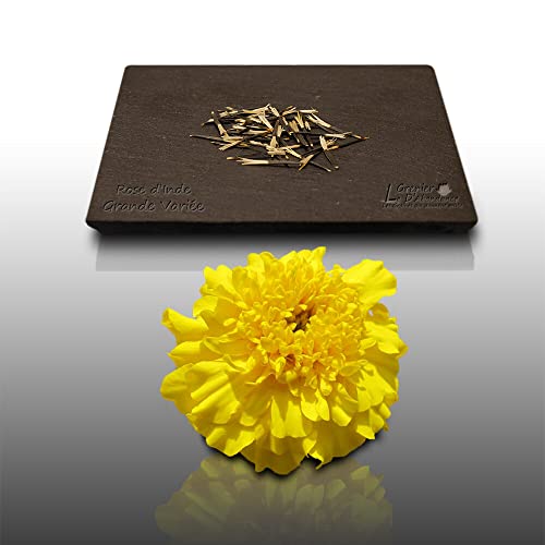 50 Graines Fleurs à semer - Le Grenier d'Abondance - ŒILLET d'Inde ou Rose d'Inde - Tagetes erecta