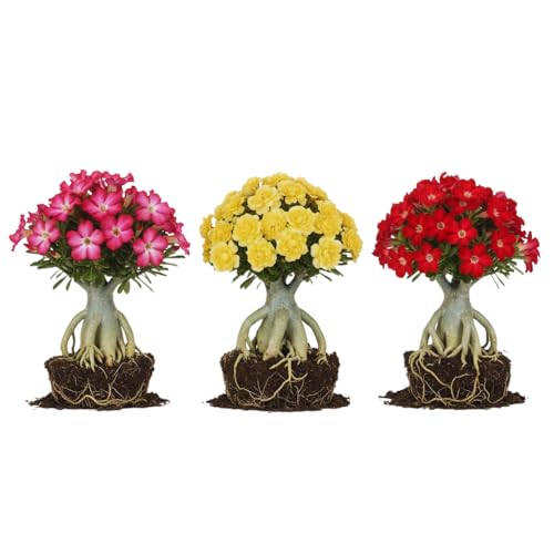 Pack 3 Desert Rose Plants Live Adenium Desert Rose Plant Live Perennial Flower Plants for Patio Gardening 4-7 Inch Tall Well Rooted No Pot