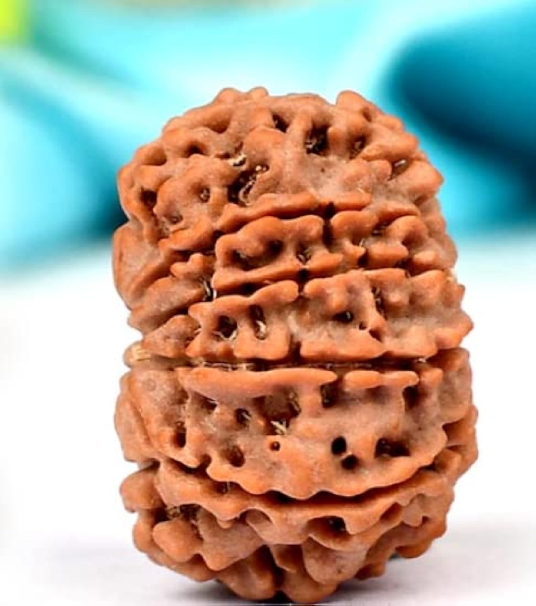 Gyarah Mukhi Rudraksha Eleven Faced Rudraksh Bead
