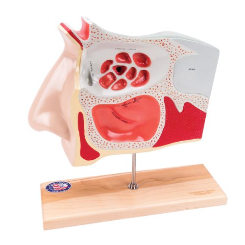 Image of Denoyer Geppert 0950-00 Human Sinus Model, 12 inch Length x 4 inch Width x 14 inch Height