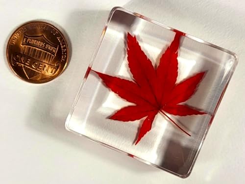 Image of 38mm Real Red Japanese Maple Leaf w /Golden Tint Under Light in Crystal Clear Lucite Resin Specimen Dried Pressed Botanist Herb Herbarium Crafts Collection Botany Science Education Ornament Display