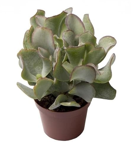 Crassula Arborescens o Árbol del Dinero Natural Planta Resisitente de Bajo Mantenimiento