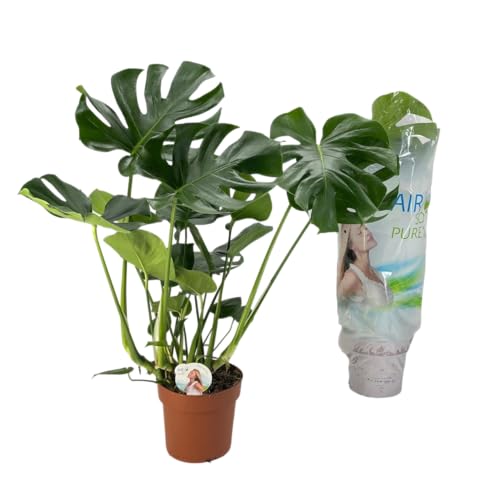 Planta Costilla de Adán – Monstera Deliciosa Viva y Natural Toque Tropical para el Hogar