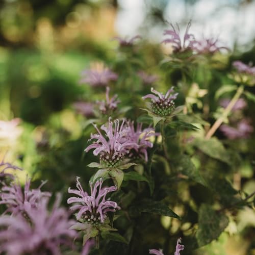 Wild Bergamot (Monarda fistulosa) Bee Balm - 250 Seeds - Native Wildflower, Attracts Pollinators, Non-GMO Wild Bergamot Seeds for Planting Outdoors in The Home Garden, Thresh Seed Company - Image 4