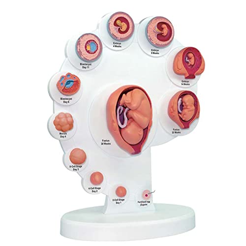 Modelo De Ciclo De Crecimiento Fetal, Modelo De Desarrollo Embrionario, Muestra De Embarazo, Fertilización Y División Celular, Kit De Modelo Anatómico