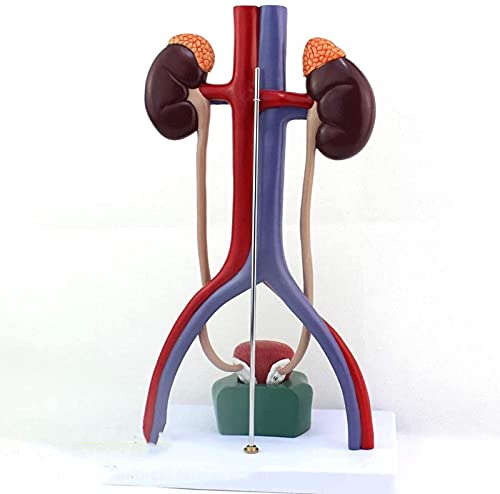 Bildungsmaterialien, Menschliches Körpermodell Menschliches Harnwegmodell - Anatomisch Menschlicher Organe