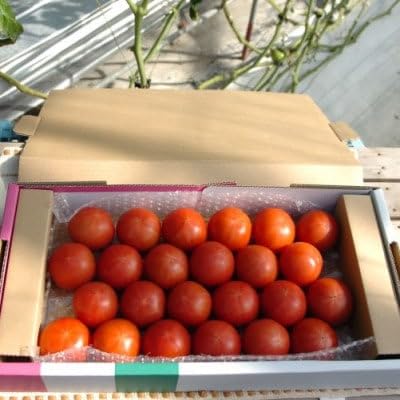 フルーツトマト(深層水トマト)1.5キロ