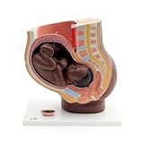 3B Scientific Schwangerschaftsbecken Modell, 3-teilig, dunkle Hautfarbe - 3B Smart Anatomy