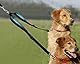 Szelam Doppel-Hundeleine, Doppelleine-Koppler-Splitter kein Verheddern für Training und Spaziergänge mit 2 Hunden, reflektierende, verstellbare Hundeleine für mittelgroße und große Hunde