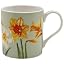 Daffodils