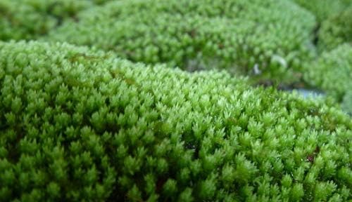 RYQ Quart Bag Star Moss Terrarium Gecko Bonsai Garden Dart Frog Live Plant Vivarium