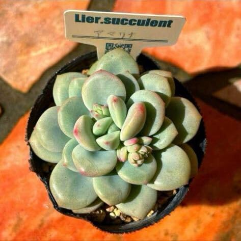 Amazon.co.jp: 多肉植物 リエール苗 アマリナ 大苗 札なしち : DIY