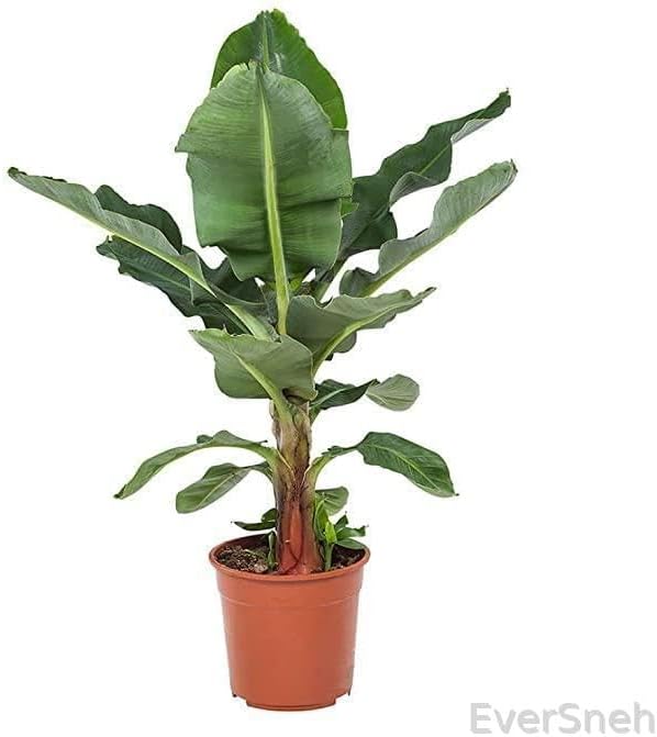 EverSneh Rare Dwarf Tissue Culture Cavendish Banana Plant 1 Healthy Live Plant Green Live Plant
