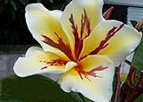 Item Condition New 20 semi freschi Plumeria Agave Rare reale Vishanu