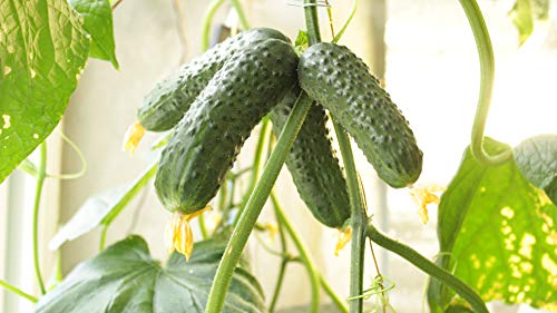 Seeds Cucumber Indoor F1 Room Early Self-Pollinated Pickling Vegetable For Planting Heirloom Non Gmo #TOP6