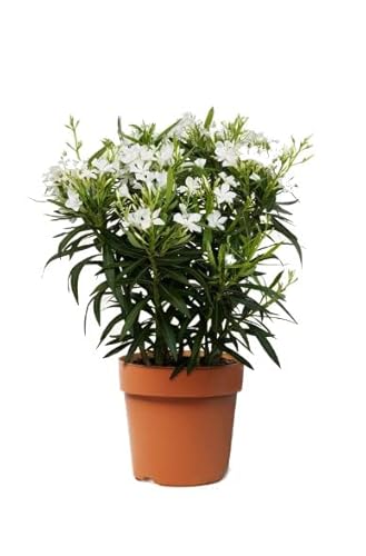Oleandro Blanco Natural en Maceta - Planta Arbustiva de Crecimiento Rápido
