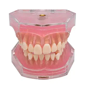 Angzhili Dental Removable Teeth Model Silica Gel Material Soft and Bendable Tooth Model Ideal Dental Lab Materials Teaching Tool Flesh Pink (1 Piece)