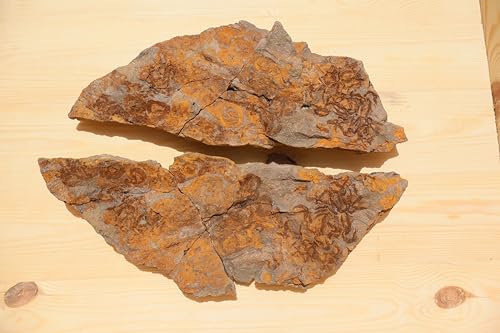 Fossile d'étoiles de mer du Maroc pour cabinet de curiosités