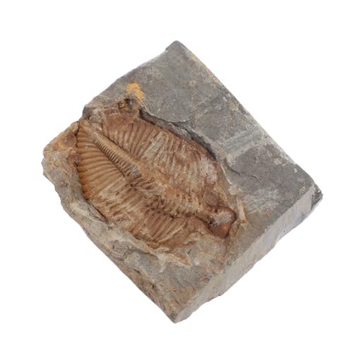 Trilobite fossile naturel pierre educatif scientifique cadeau pour passionne