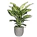 Zimmerpflanze von Botanicly – Dieffenbachie in grauem Keramik Übertopf 'MICA' als Set – Höhe: 65 cm – Dieffenbachia Mars