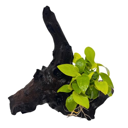 WASSERPFLANZEN WOLFF - Mopani-Wurzel mit Goldener Anubias – Anubias...