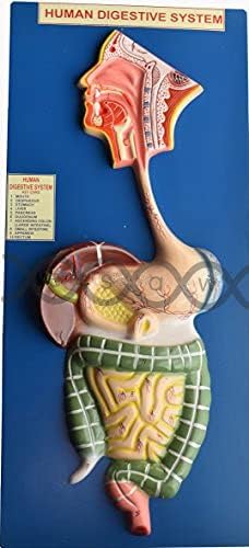 E S A W Human Digestive Anatomical Model
