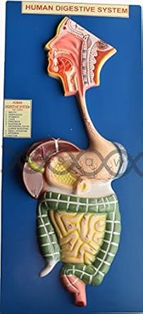 Esaw Human Digestive Anatomical Model