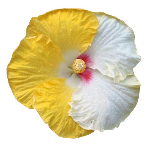 Futaba Hibiscus Flower Seeds - Yellow and White - 100 Pcs-image-23