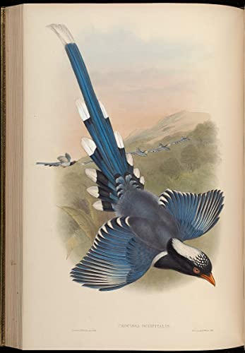 Affiche impression prints toile oiseau Urocissa Occipitalis pour décoration salon en 60x90cm