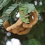 semillas de tamarindo enanos, resistentes semillas de resistentes regalos para jardineros huerta columnares exótico 20pcs