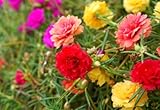 10,000+ Moss Rose Seeds – Heirloom Portulaca Seeds – Easy to Grow, Fast-Growing Annual Flower – Mixed Colors – Drought Tolerant, Non-GMO Ground Cover for Garden Landscaping