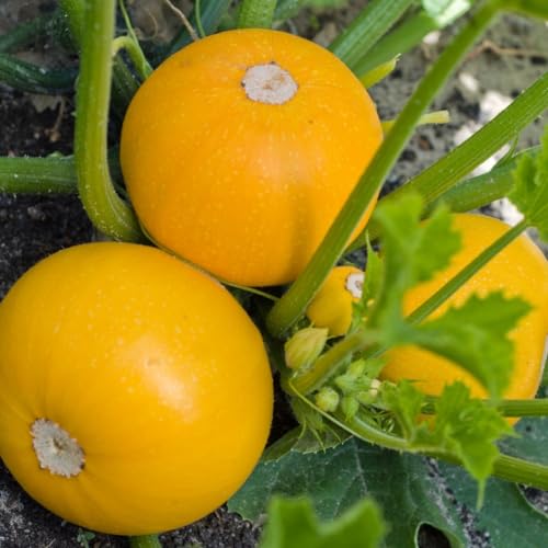 PREMIER SEEDS DIRECT - COURGETTE - Midas F1-10 Seeds