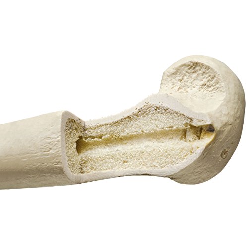 Image of 3B Scientific 1005123 Orthobones Right Ulna Bone Model