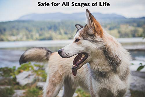 Organic-Dog-Supplement-Multivitamin-Poochie-Powder-Human-Grade-Superfoods-Essential-Vitamins-Minerals-Disease-Fighting-Antioxidants-for-Daily-Health-Digestive-Coat-Immune-Support-8oz