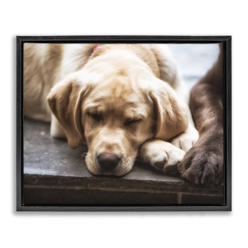 Sleeping Dogs Resting Paws, 16 x 20 Inch Canvas in Floater Frame