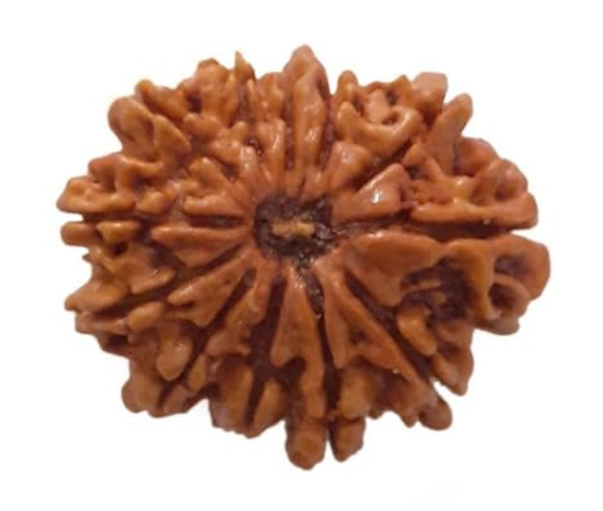 Ganesha Rudraksha IGL Lab Certified Nepali Beads