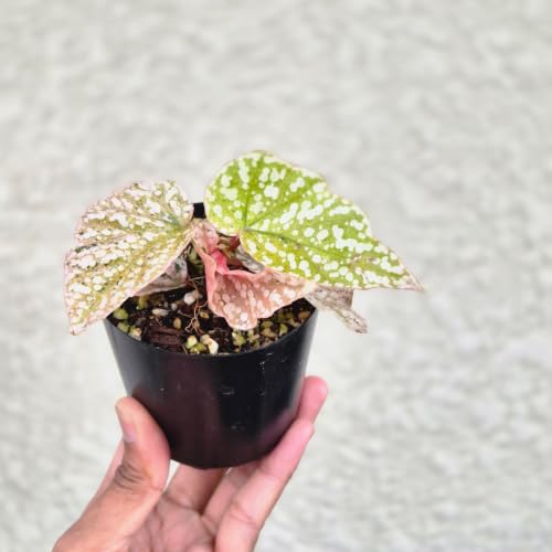 �sBegonia Snow Capped Pink Variegated�t�x�S�j�A �X�m�[�L���b�v�h �s���N������ �ϗt�A�� �^�|�b�g