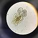 GREEN WATER FARM Rotifers Brachionus calyciflorus Pallas Eggs Live Fish Food for Hatching and Culture Suitable for Feed Betta Fish