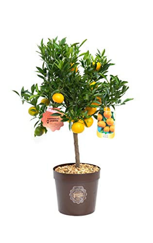 Vannucci Piante - Citrus nobilis, Citrus mandarino, Agrumi, Pianta vera, Pianta da terrazzo, Pianta da frutto, Mediterranea