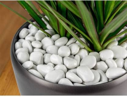 See full amazon price history chart for GO7 White Natural Glossy Pebble Stones, for Home Decoration, for Plant Stone and Landscaping, Aquarium Garden Indoor and Outdoor 3 kg GO7 White Natural Glossy Pebble Stones, for Home Decoration, for Plant Stone and Landscaping, Aquarium Garden Indoor and Outdoor 3 kg (B09JKWRNR1) Amazon Price History, Amazon Price Tracker