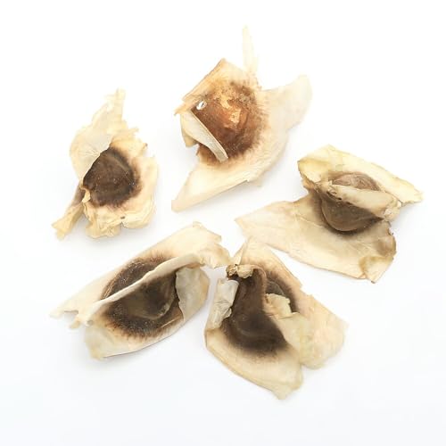 �ycharm�z(�ϗt�A��)��q �������K�̎�(1��)����ۏ؂Ȃ�