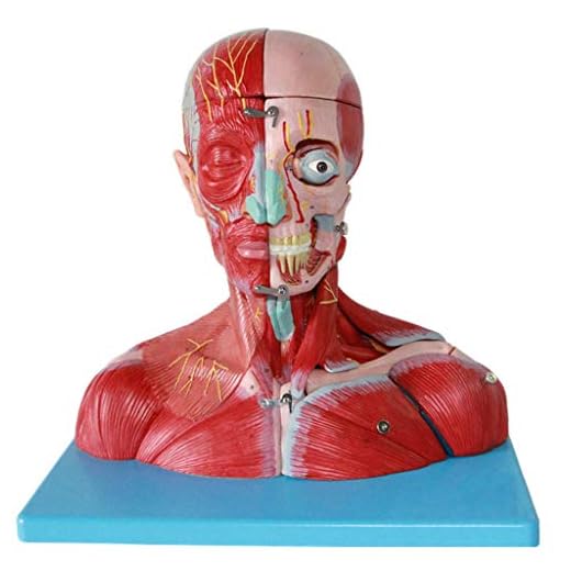 Huvud Och Hals Med Fartyg, Nerver Och Hjärna, Plastisk Kroppsmuskulär Anatomisk Modell - Modeller För Mänsklig Anatomi - För Medicinsk Utbildning
