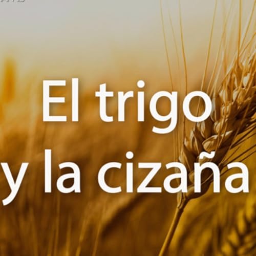 SOMOS TRIGOS OH CIZAÑA Yessenia then