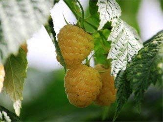 HeiloomSupplySuccess Genuine Heirloom Yellow Raspberry (A.K.A. Raspberry Anne) (25 Seeds)