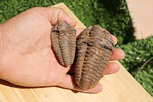 Image of 2PCS Calymene Trilobites Flexicalymene Ordovician Fossil Trilobites A8