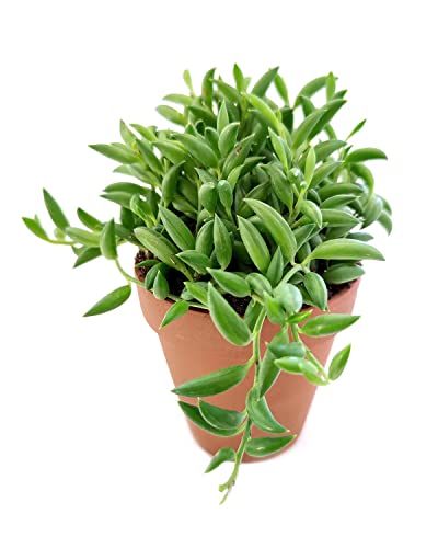 Senecio String of Bananas (4" Terracotta Pot) - Best Trailing
