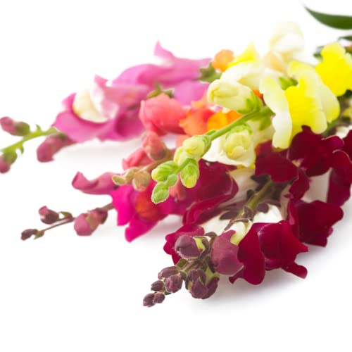 Park Seed Night And Day Snapdragon Seeds, Pack Of 100 Seeds #TOP5