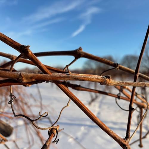 Between The Vines S6E3: Cold + Grape Vines = ?